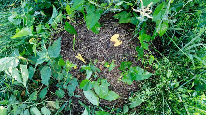 Nester finden Wiesenameise (Formica-pratensis). CC BY SA 4.0 Isabelle Trees Frauenkappelen Switzerland