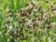 Maennchenschwarm der Waldameise Formica pratensis kurz vor dem Hochzeitsflug. CC BY-SA 4.0 Isabelle Trees Frauenkappelen Switzerland