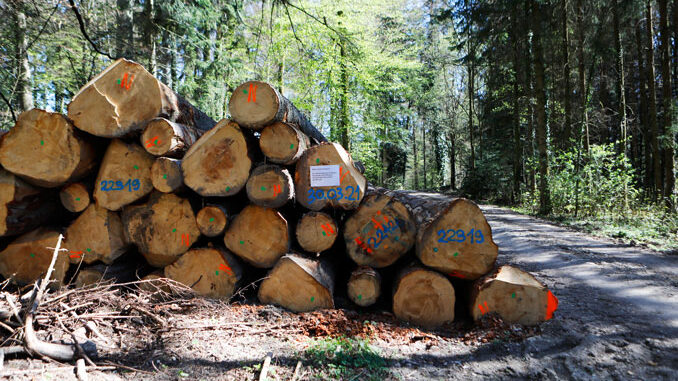 Oekosystem Wald unter Druck. Mit Insektizid behandeltes Holzlager. CC BY SA 4.0 Isabelle Trees Switzerland