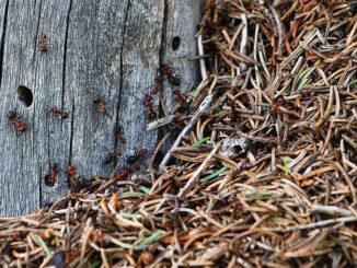 Strunkameise, die Unbemerkte unter den Roten Waldameisen. CC BY SA 4.0 Isabelle Trees Switzerland