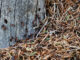 Strunkameise, die Unbemerkte unter den Roten Waldameisen. CC BY SA 4.0 Isabelle Trees Switzerland