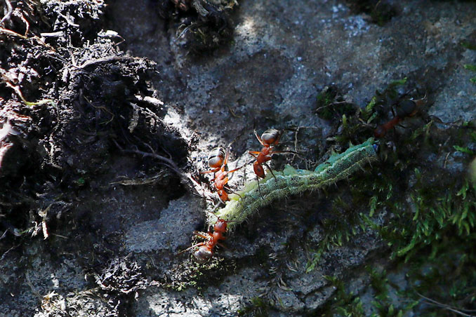 Waldameisen machen Jagd auf eine Raupe. CC-BY-SA-4.0-Isabelle-Trees-Switzerland